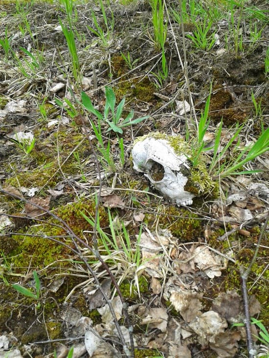 Moss and skull